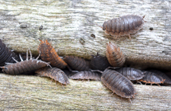 Woodlice