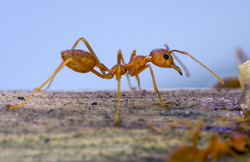 Yellow ant