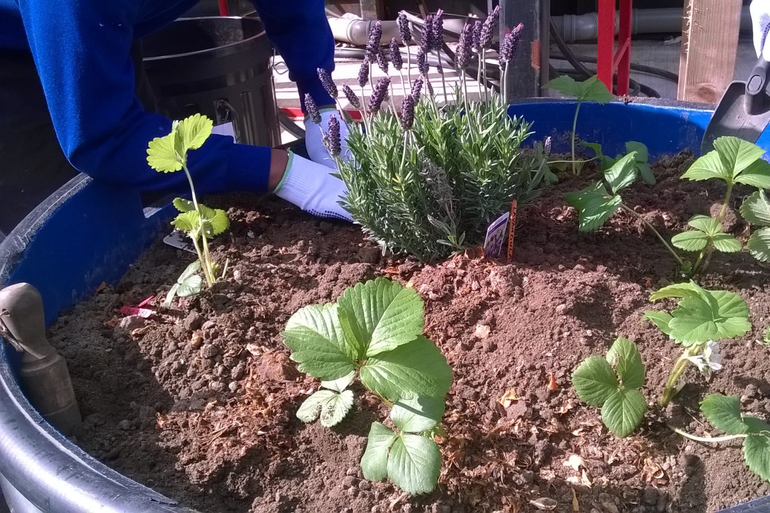 Vegetable planters with thyme, chilli and rosemary